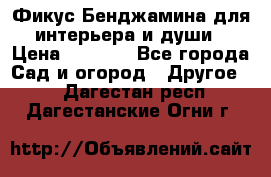 Фикус Бенджамина для интерьера и души › Цена ­ 2 900 - Все города Сад и огород » Другое   . Дагестан респ.,Дагестанские Огни г.